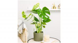 Könnyezőpálma, Monstera 17 cm-s cserépben, 30+ cm