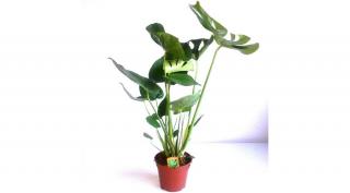 Könnyezőpálma, Monstera 17 cm-s cserépben, 60-70 cm