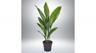 Kukoricalevél  17 cm-s cserépben
