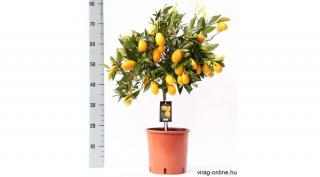 Kumquat, Koktélnarancs fa 60 cm