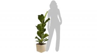 Lantlevelű Ficus + kaspó 120 cm