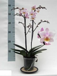 Lepke Orchidea 60cm 2 ág multiflora , rózsaszín