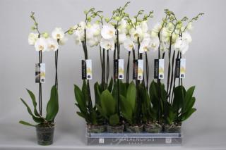 Lepke Orchidea 60cm 2 virágszálas fehér