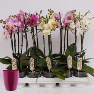 Lepke Orchidea multiflóra