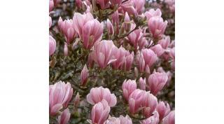 Liliomfa Heaven scent 2 lit. kont.