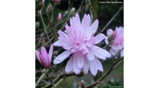 Liliomfa stellata rosea 2lit