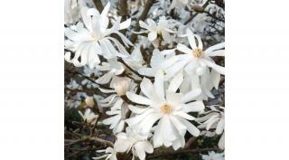 Liliomfa stellata royal star 2lit