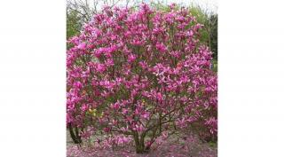 Liliomfa Susan 5 lit. kont. 100 cm