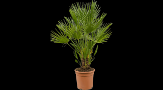 Lószőr pálma, Chamaerops 70-90 cm, 21 cm-es cserépben