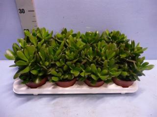 Majomfa, Crassula 13 cm-s cserépbe