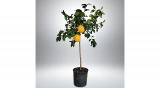 Meyer citrom 60 cm, terméssel