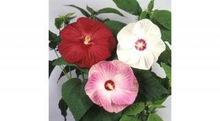 Mocsári Hibiszkusz 17 cm-es cserépben 60-80 cm