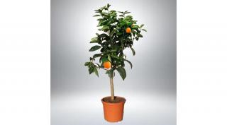 Narancs fa  60 cm