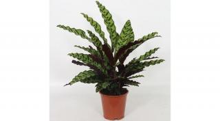 Nyílgyökér, Calathea lancifolia  40 cm 13 cm-s cserépben