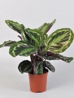 Nyílgyökér, Calathea Roseopicta 40 cm