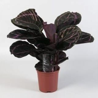 Nyílgyökér, Calathea Roseopicta dottie 40 cm