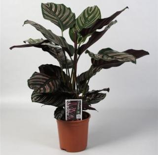 Nyílgyökér, Calathea sanderiana 40 cm