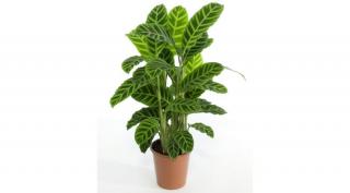 Nyílgyökér, Calathea zebrina 40 cm