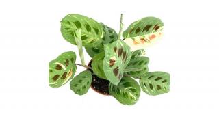 Nyílgyökér, Maranta variegata 12 cm-s cserépben