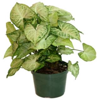 Nyíllevél, Syngonium 30cm 12cm-s cserépben