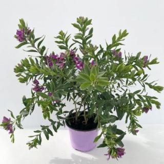 Pacsirtafű, Polygala bokor 17 cm-s cserépben