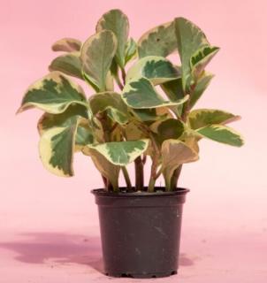 Peperomia obtusifolia 12 cm-s cserépben