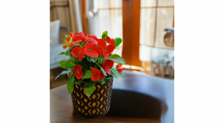 Pompás kutyatej 25 cm kaspóba