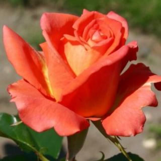 Rózsa Mónika sárga/narancs bokorrózsa