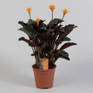 Sáfrányos zebralevél, Calathea crocata 40cm, 13 cm-s cserépben