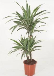 Sávos Sárkányfa 60-70 cm, 2 növény/cserép