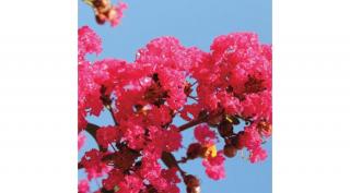 Selyemmirtusz magnifica rubra,  8 literes konténerben, 60-80 cm