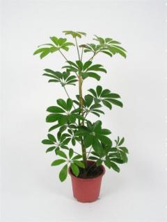 Sugárarália, Schefflera nora 13 cm-s cserépben, 40 cm