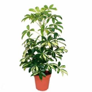 Sugárarália, Schefflera trinette 12cm-s cserépben, 40 cm