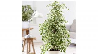 Tarkalevelű Fikusz  150 cm