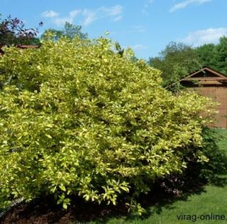 Tarkalevelű sárga Som, Cornus 30-50 cm bokor