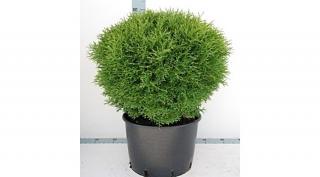 Thuja occ. Tiny Tim 2 literes kont.