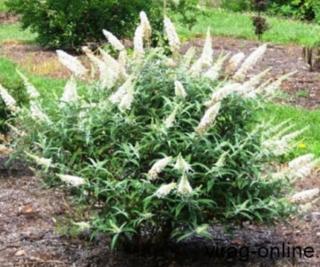 Törpe nyáriorgona, Buddleia 2 literes kont.