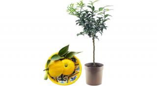 Yuzu Citrom fa 20 cm-s cserépben