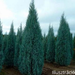 Arizónai Ciprus (Cupressus arizonica), Arizonika
