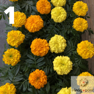 Bársonyvirág (Tagetes)