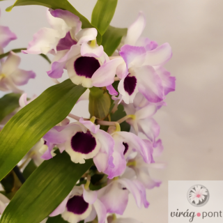 Dendrobium Orchidea