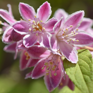 Gyöngyvirágcserje (Deutzia scabra)