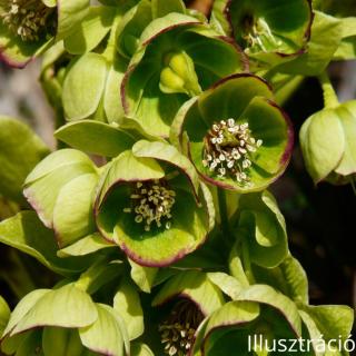 Hunyor (Helleborus)