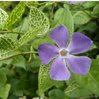 Kis meténg (Vinca minor )