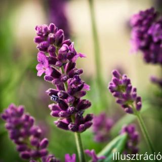 Közönséges levendula (Lavandula angustifolia)