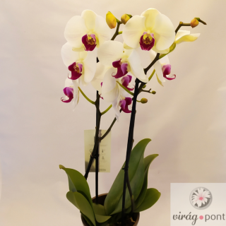 Lepkeorchidea (Phalaenopsis)