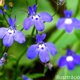 Lobélia (Lobelia)