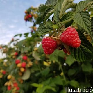 Málna (Rubus idaeus)