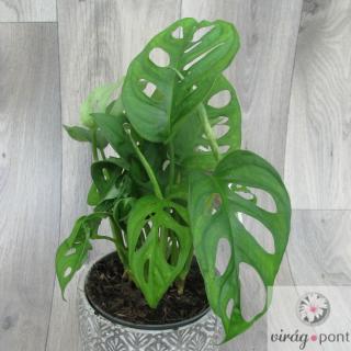 Monstera Monkey leaf