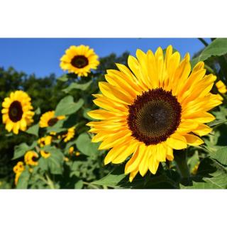 Napraforgó - Helianthus cserepes